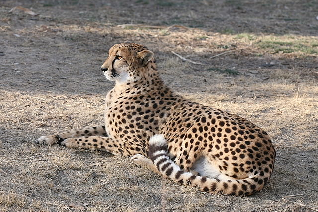 asiatic cheetah