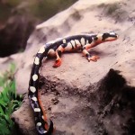 salamander2