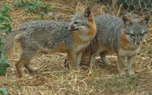 Island Fox