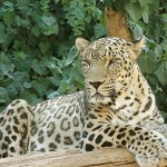 Persian_Panter_Leopard