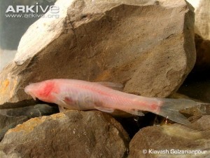 Iran-cave-barb