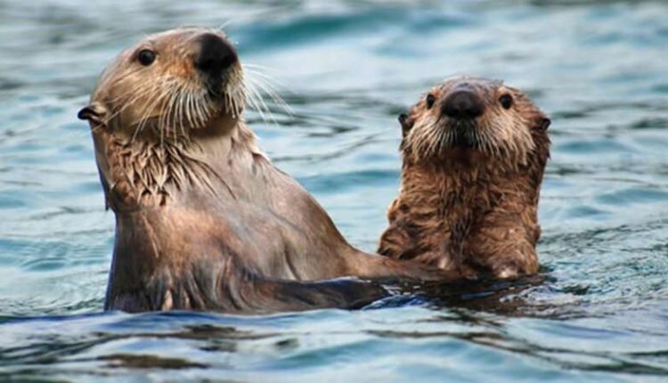 Study explores how Native Americans used sea otters | World Cultural ...